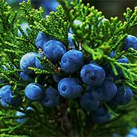 Juniper Icon